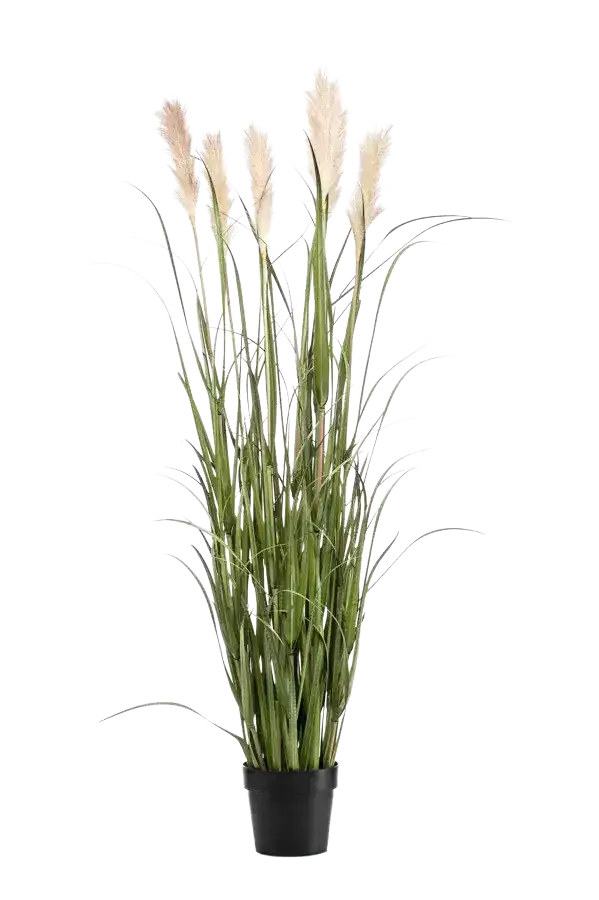 aplanta-425507_aplantaKuenstliches_Pampasgras__Luis__160_cm Künstliches Pampasgras - Luis | 160 cm