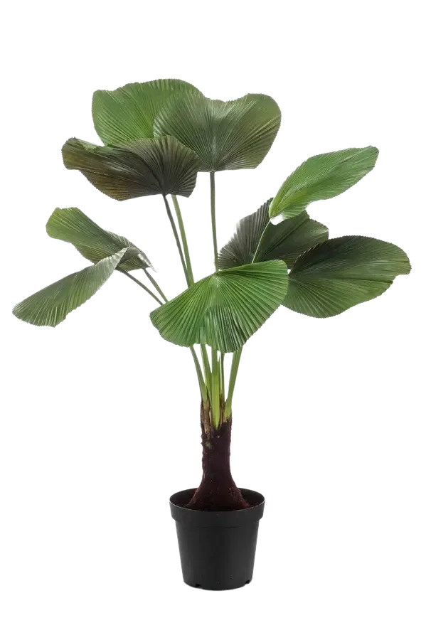 Künstliche Strahlen Palme - Naomi | 130 cm