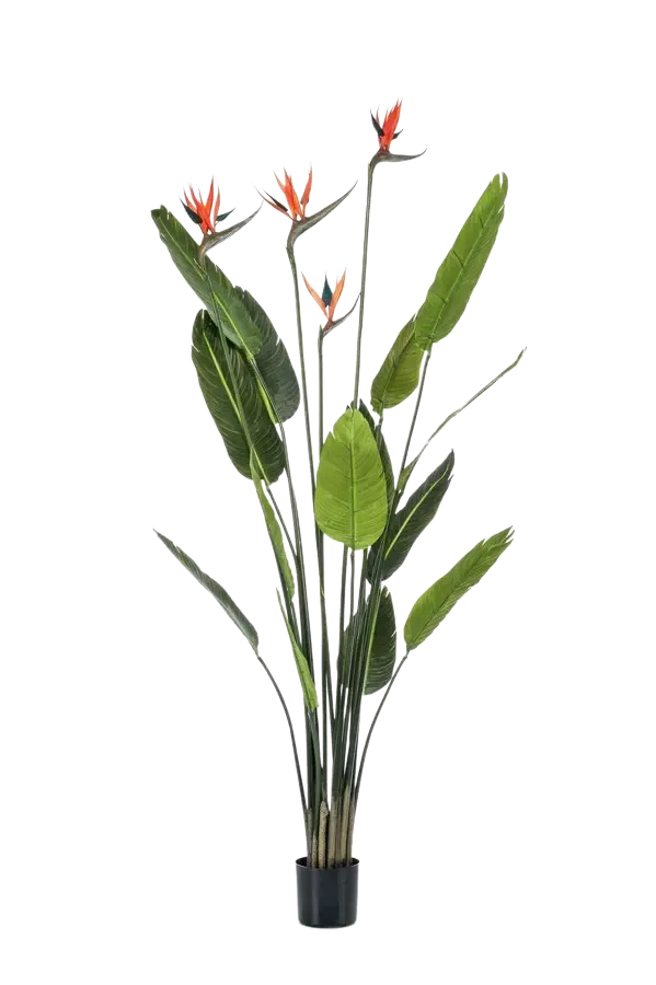 aplanta-423968888_aplantaKuenstliche_Strelitzia__Christian__150_cm Künstliche Strelitzia - Christian | 150 cm