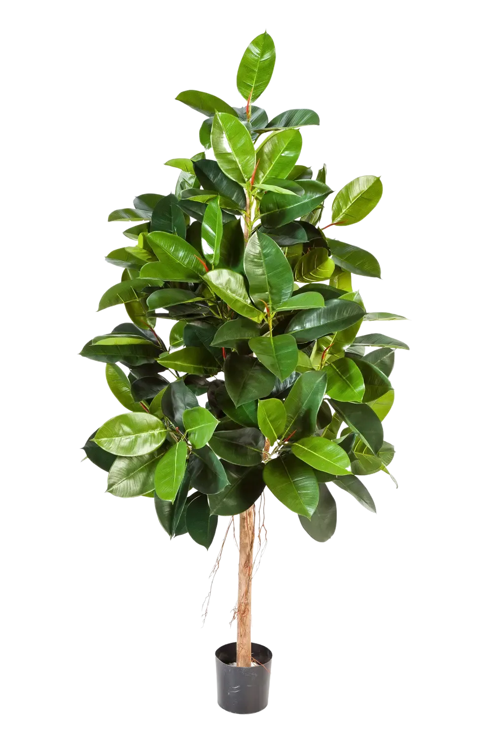 aplanta-33407N_aplantaKuenstlicher_Gummibaum__Karim__210_cm