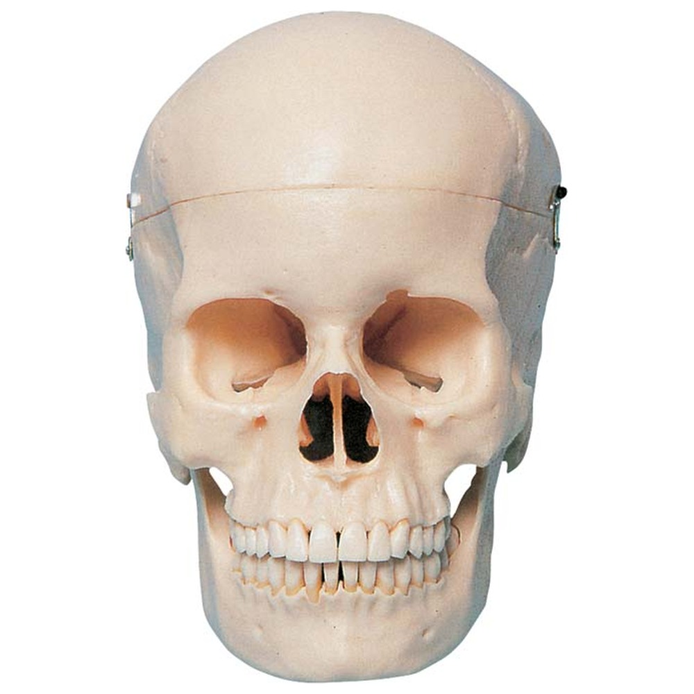 Morita Künstlicher anatomischer Schädel mit Vitrine P10-SB1 - Stück