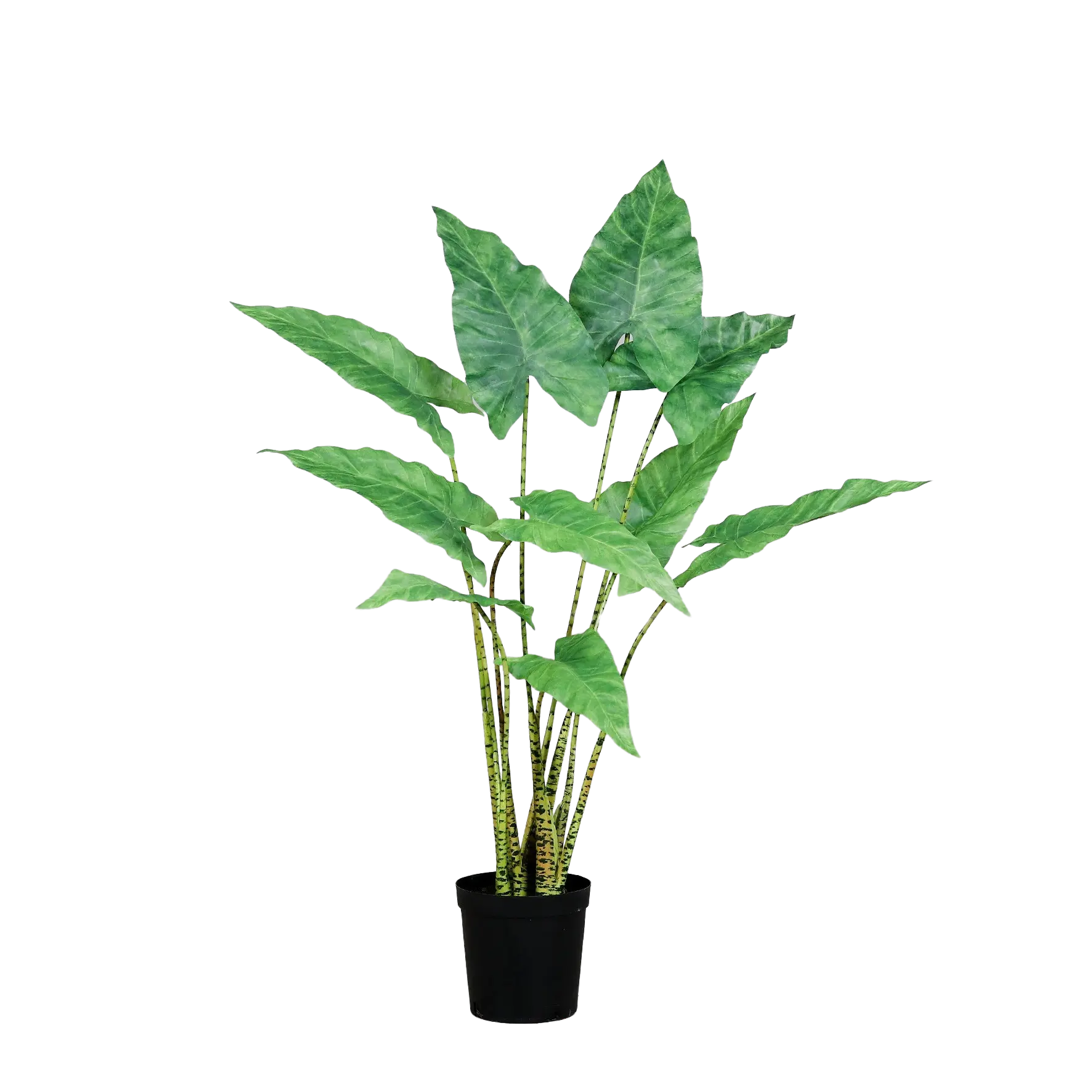 Künstliche Alocasia - Diego | Real Touch | 60 cm
