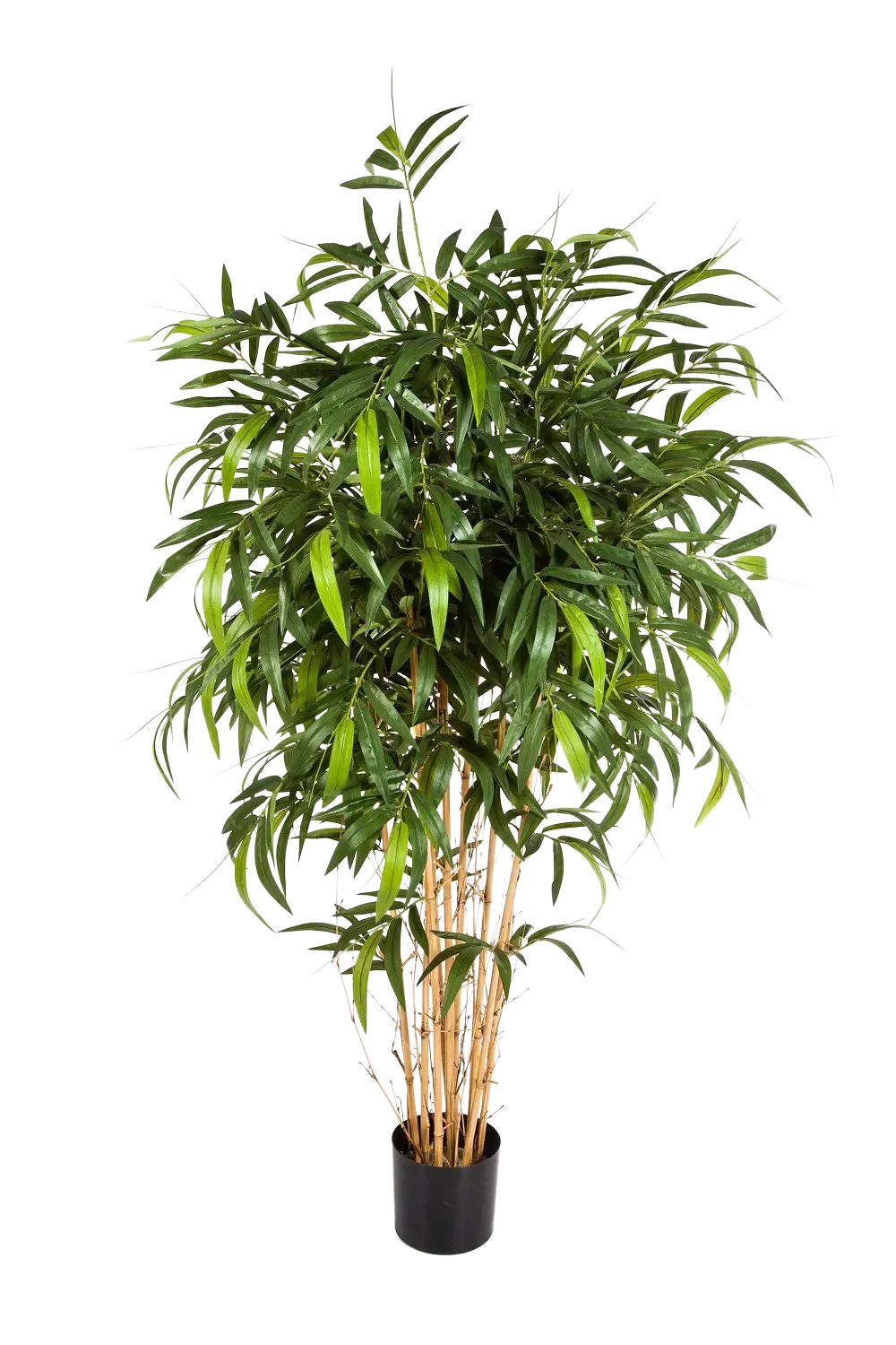 frasaco Strip-Kronen Klar - Packung 5 Stück Nr. 440