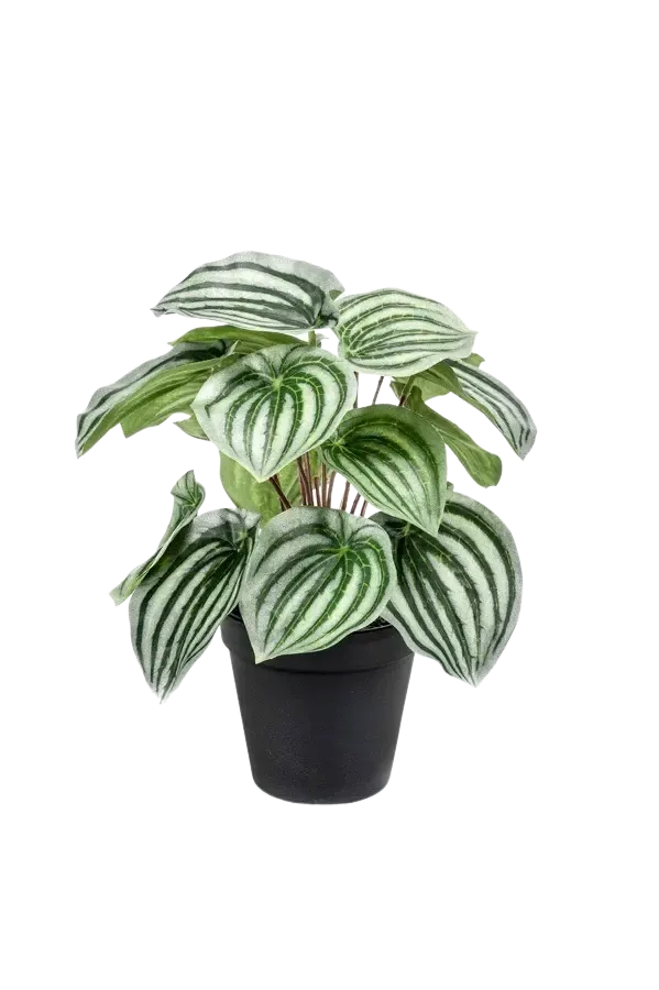 Künstliche Peperomia - Klara | 25 cm