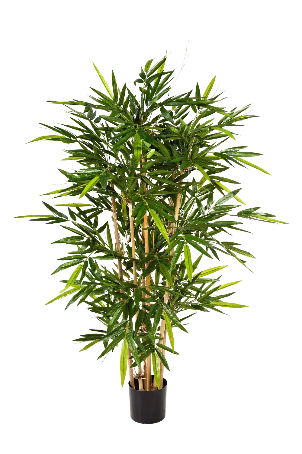 aplanta-34608N_aplantaKuenstlicher_Bambus__Melina__240_cm Künstlicher Bambus - Melina | 240 cm