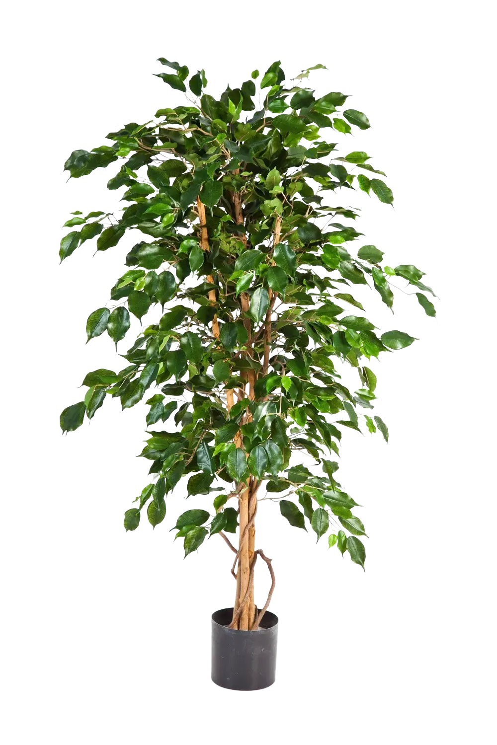 Künstlicher Gummibaum - Kristin | 210 cm