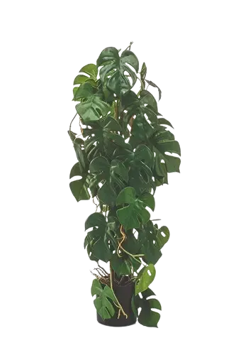 Künstliche Monstera - Luise | 75 cm