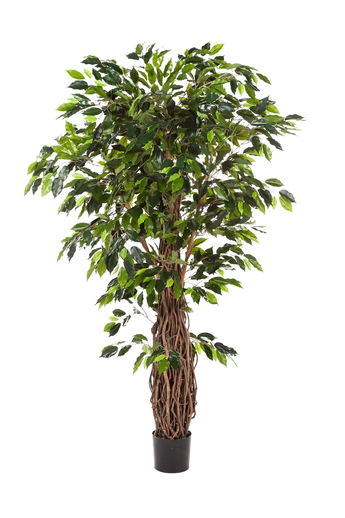 31511N_Kuenstlicher_Ficus__Jannik__330_cm Künstlicher Ficus - Jannik | 330 cm