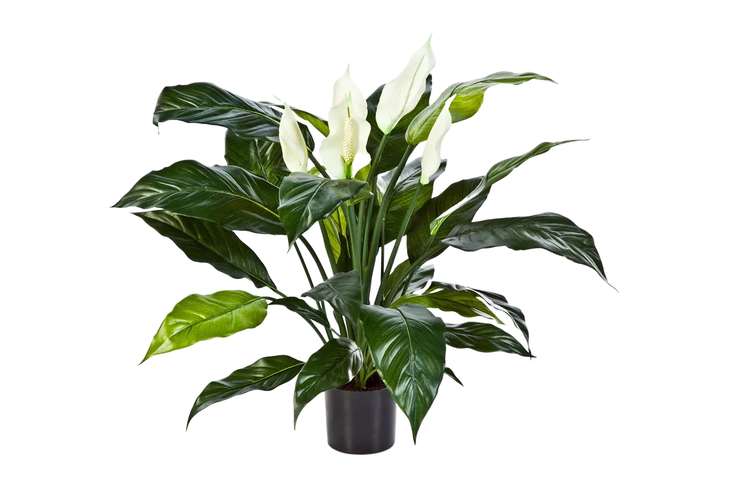 aplanta-1019N_aplantaKuenstliche_Spathiphyllum__BigLuna__73_cm Künstliche Spathiphyllum - Big-Luna | 73 cm