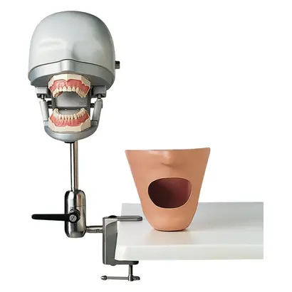 frasaco Dental-Übungsgerät P-6/3 PT - Stück Dental-Übungsgerät
