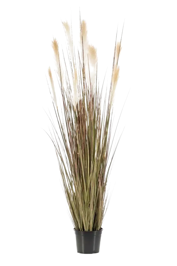 aplanta-11.295C_aplantaKuenstliches_Pampasgras__Franziska__150_cm Künstliches Pampasgras - Franziska | 150 cm