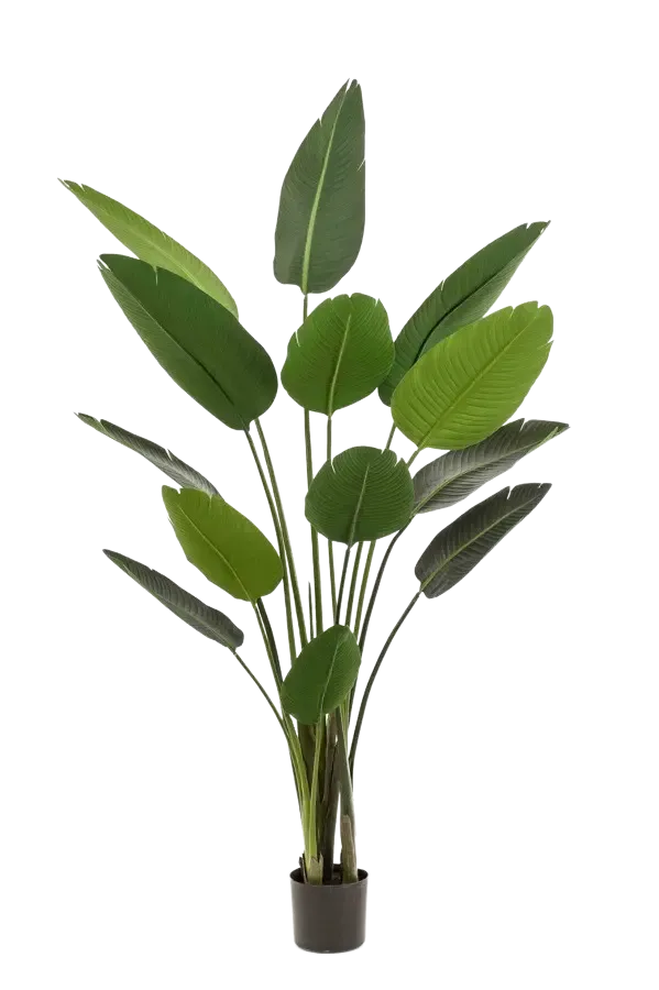 Künstliche Strelitzia - Josephine | 190 cm