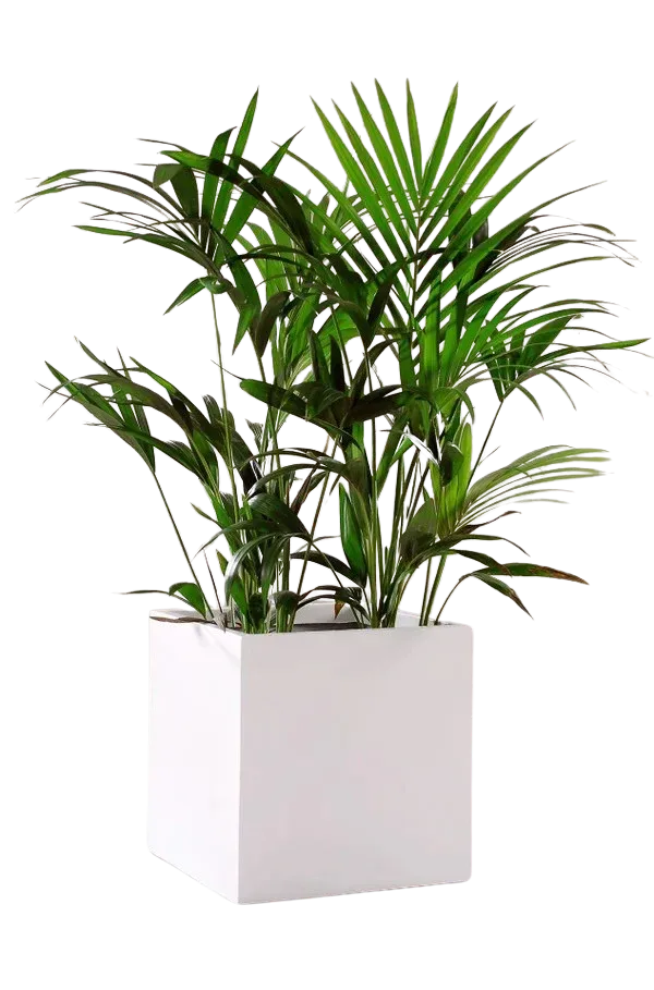 Hu-Friedy Chirurgische Pinzetten - Stück