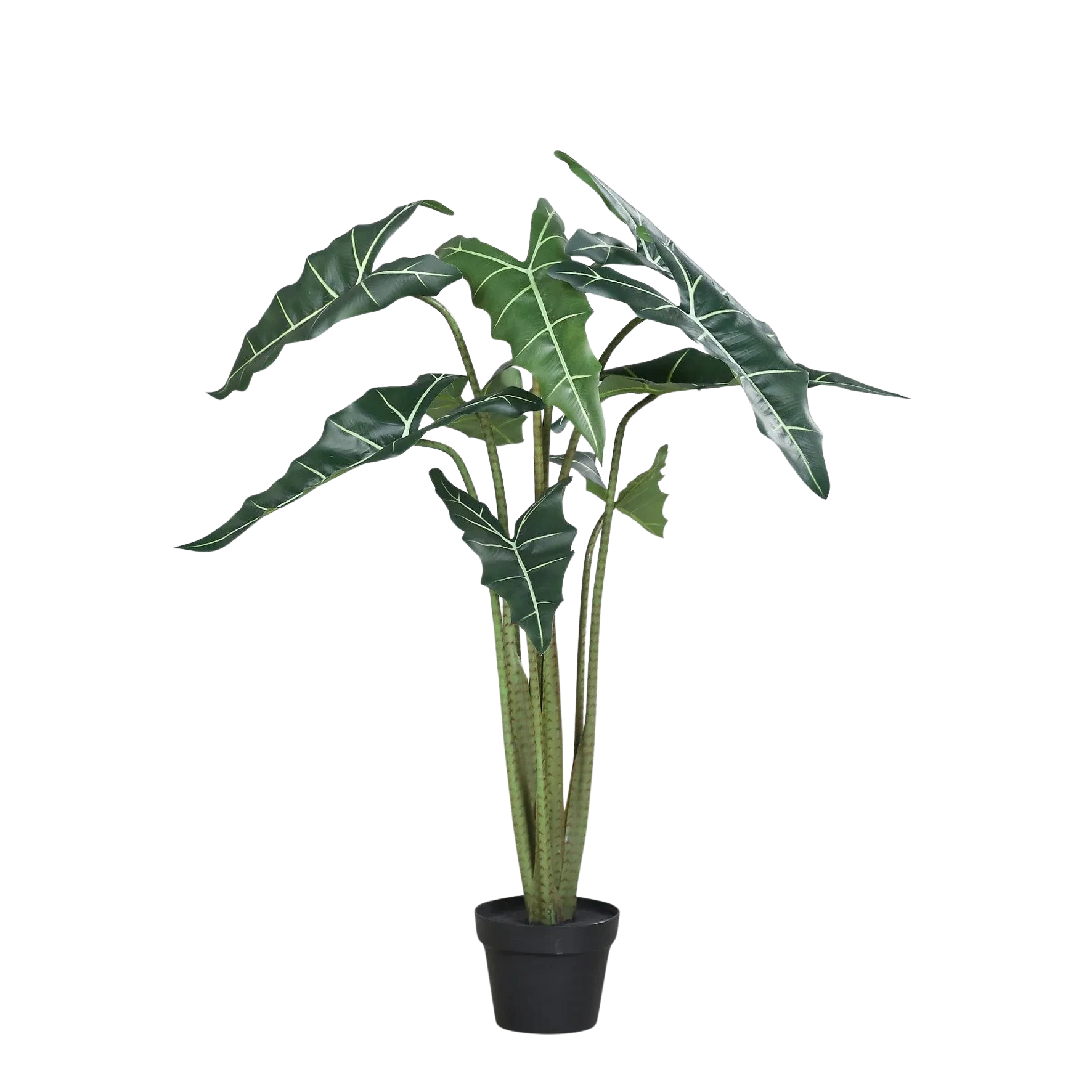 Künstliche Alocasia - Marco | 100 cm