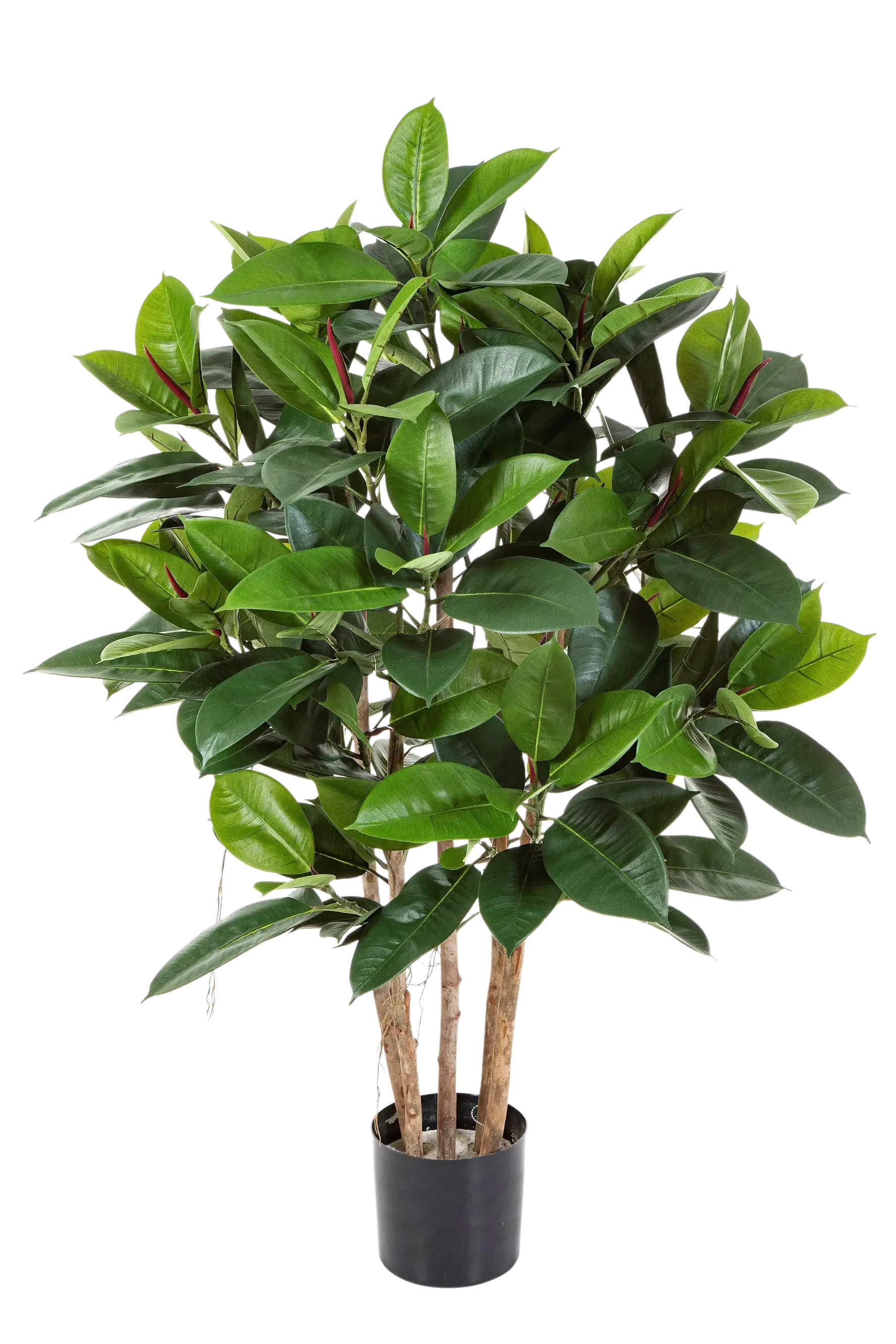 aplanta-33804N_aplantaKuenstlicher_Gummibaum__Laura__120_cm Künstlicher Gummibaum - Laura | 120 cm