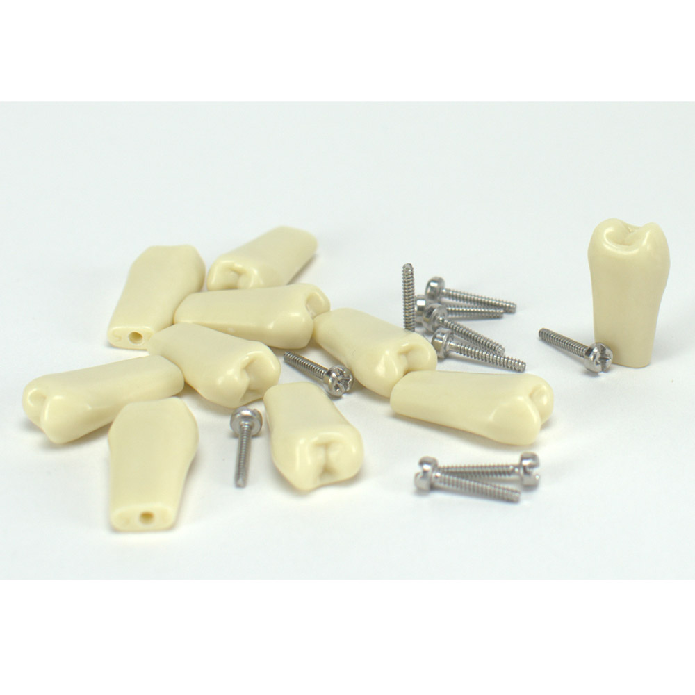 GX75844_Modellzahn_verschr_OK25_10St