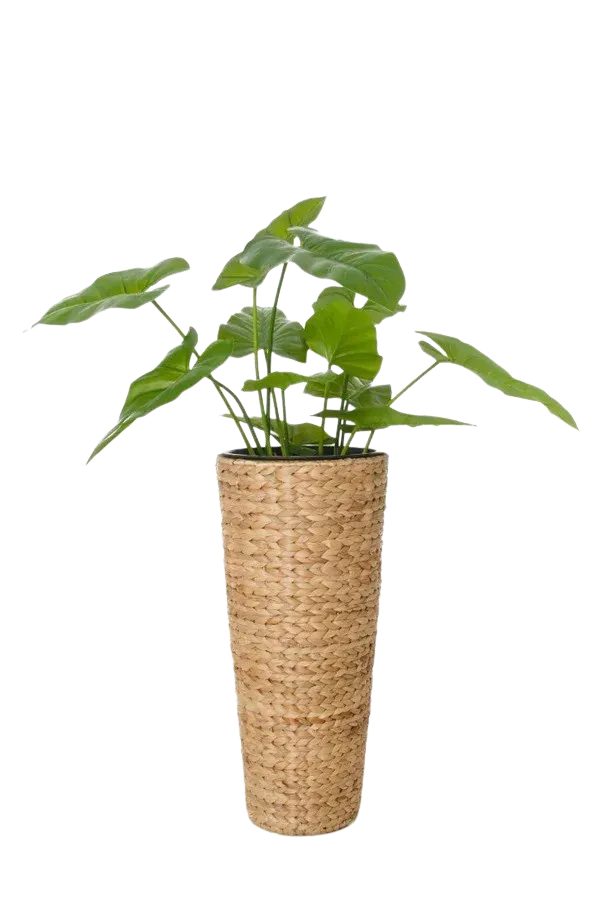 Pflanzkübel - Anesa | 60 cm hoch, Natur