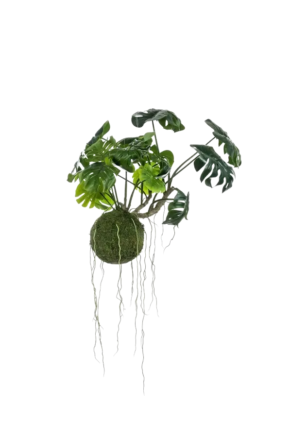 Künstlicher Hänge Monstera Moos Ball - Julian | 60 cm