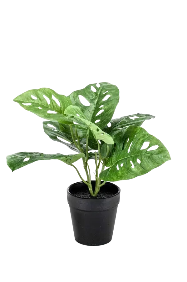 Künstliche Monstera - Jonah | 30 cm