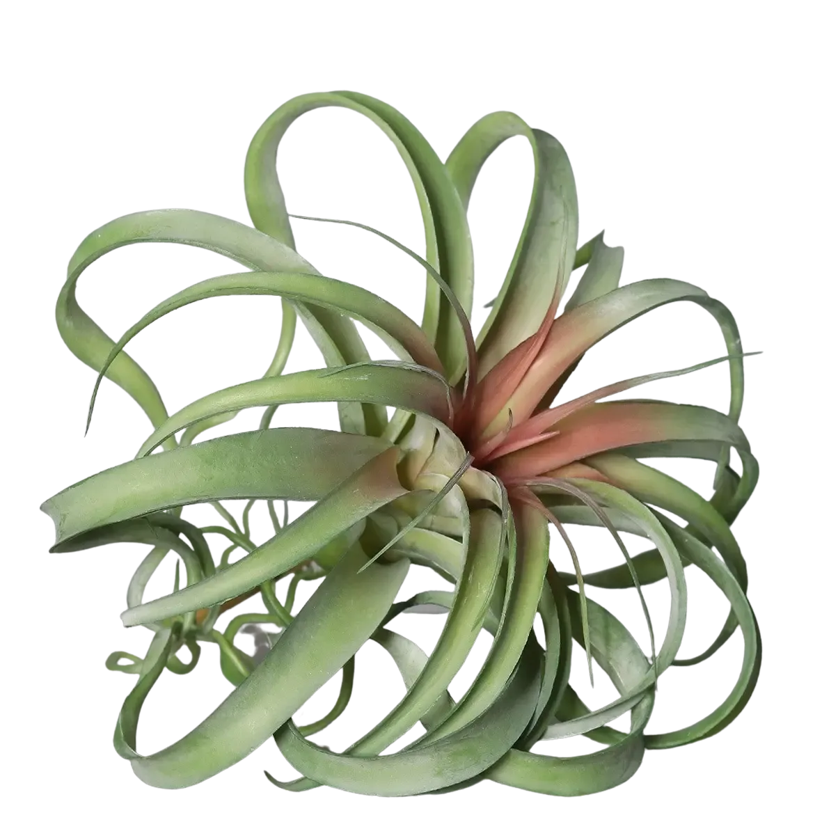 Künstliche Tillandsia - Amphion | 28 cm