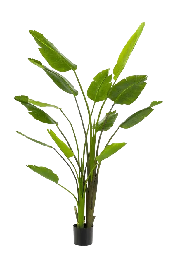 aplanta-426414_aplantaKuenstliche_Strelitzia__Colin__180_cm Künstliche Strelitzia - Colin | 180 cm