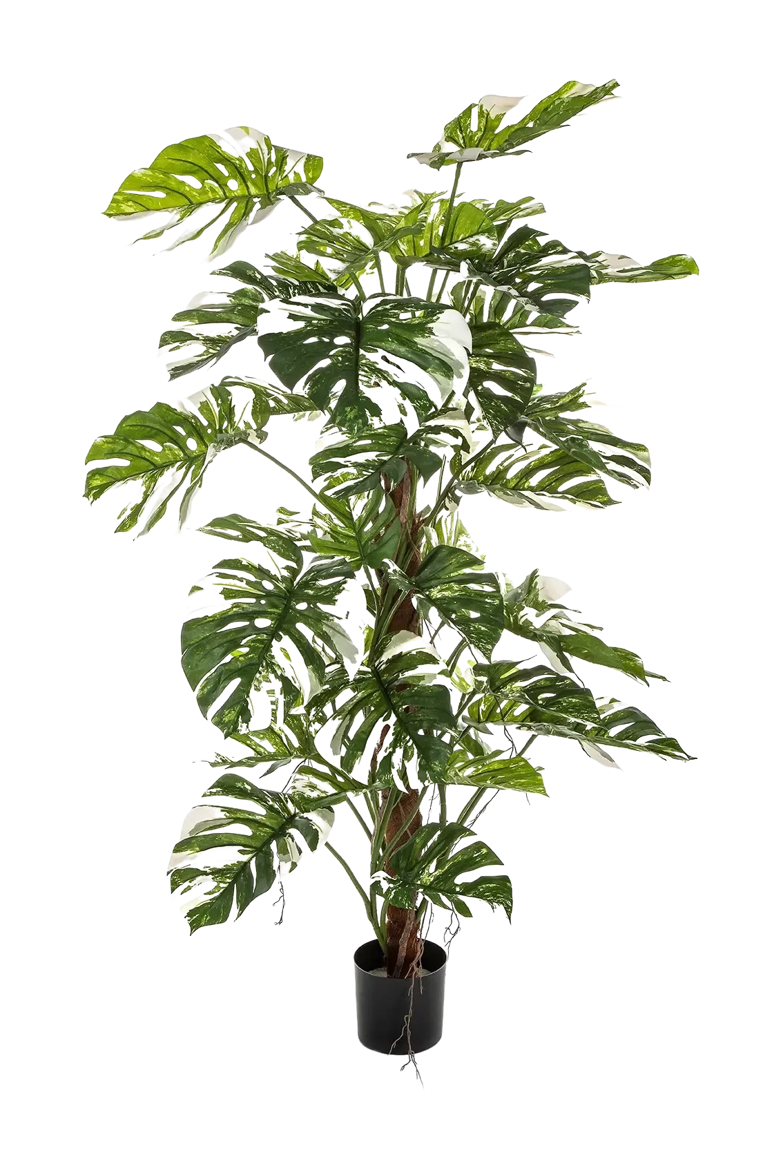 aplanta-51705NW_aplantaKuenstliche_Monstera__Albert__160_cm
