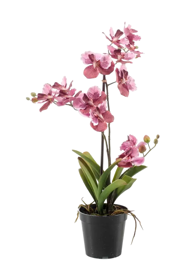 Künstliche Orchidee - Liam | 60 cm