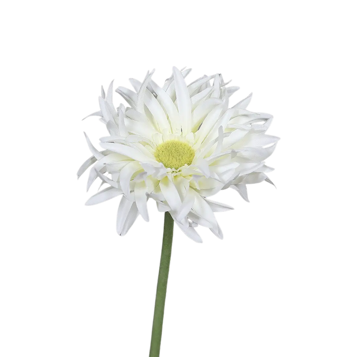 Künstliche Gerbera gefranzt - Eva | 57 cm