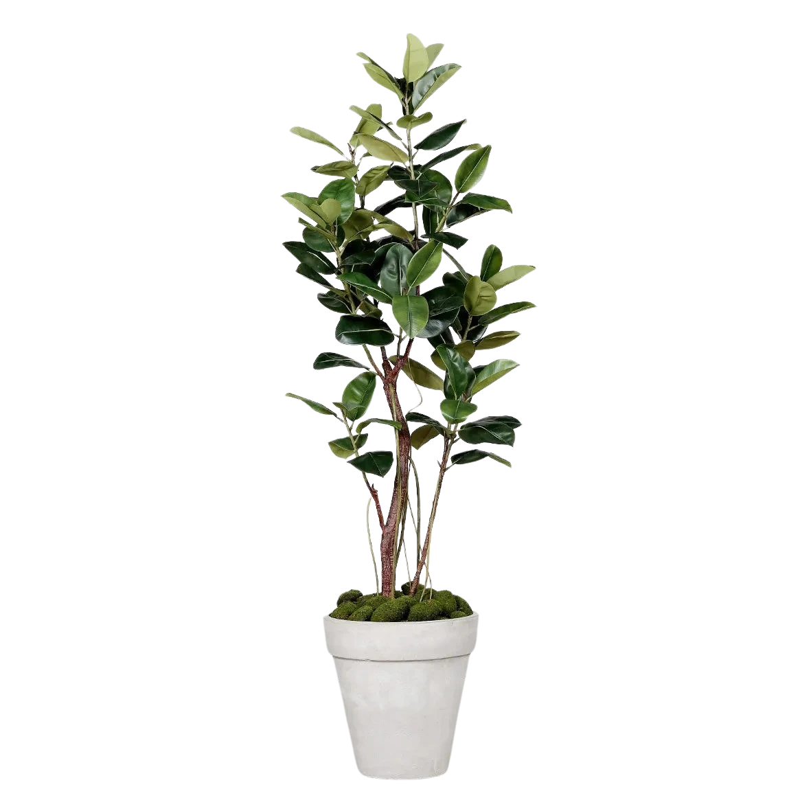 Künstlicher Gummibaum - Mulan | 220 cm