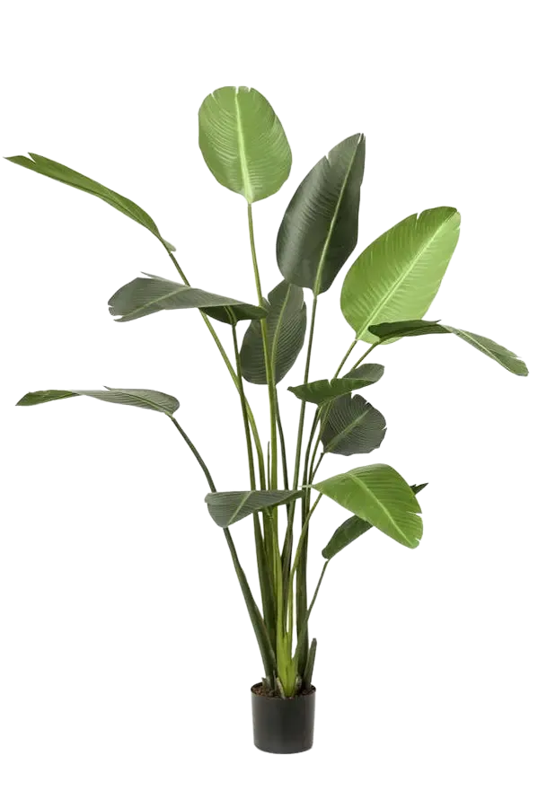 Künstliche Strelitzia - Josephine | 230 cm