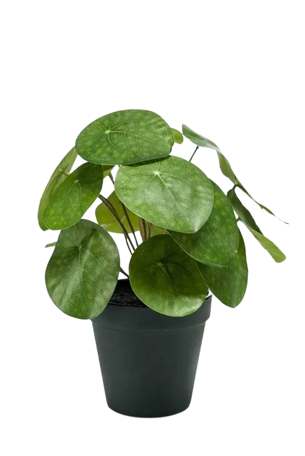 Künstlicher Geldbaum - Justin | 22 cm