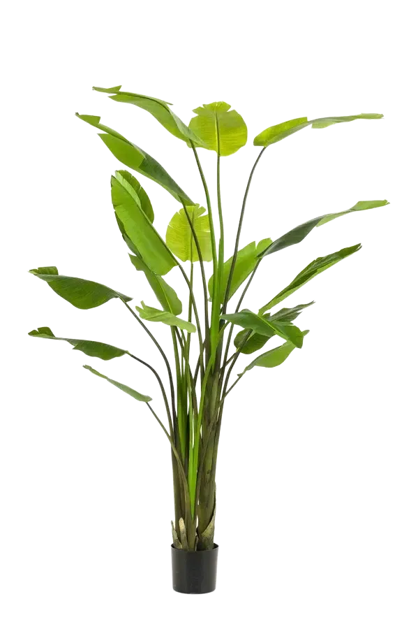 aplanta-426415888_aplantaKuenstliche_Strelitzia__Colin__235_cm Künstliche Strelitzia - Colin | 235 cm