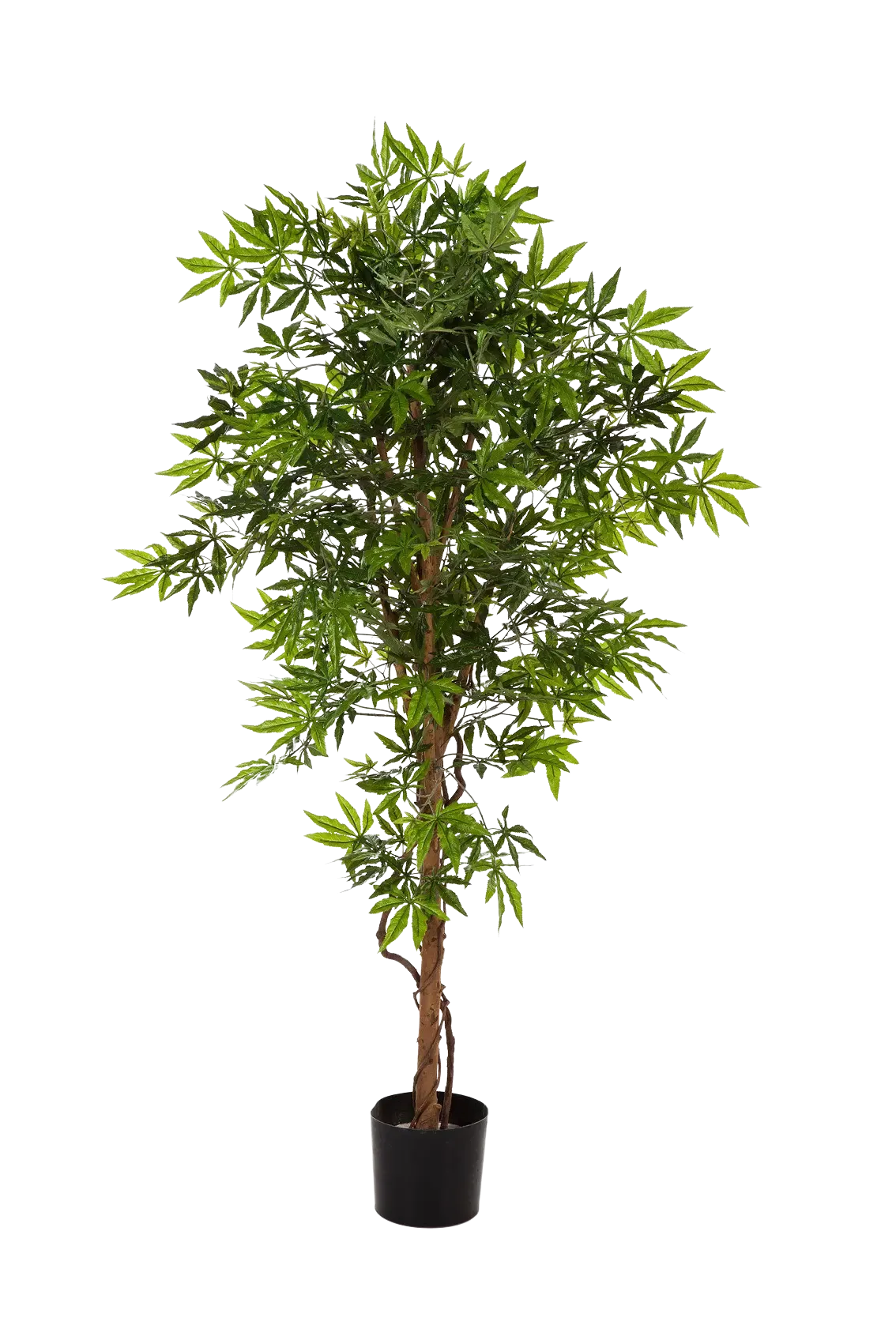 Künstlicher Japanischer Ahorn - Ottilie | 180 cm | aplanta-37006N Künstlicher Japanischer Ahorn - Ottilie | 180 cm | aplanta-37006N