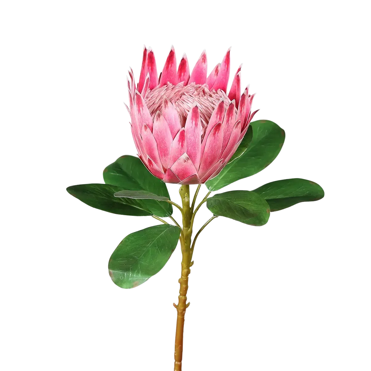 Künstliche Protea - Euphoria | 74 cm