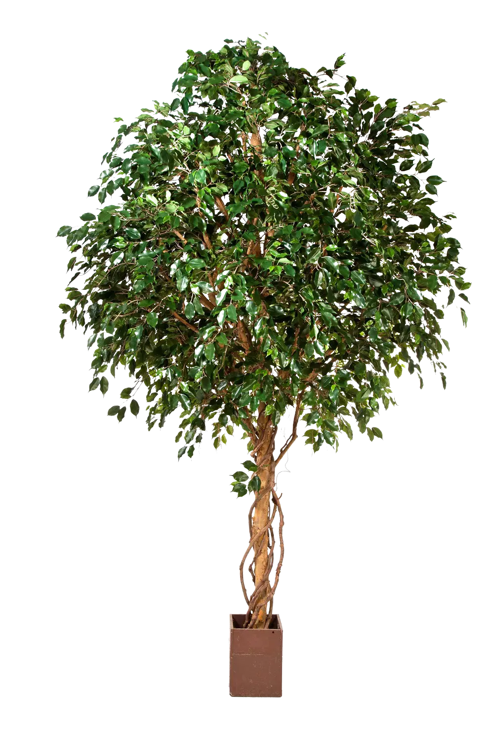 Künstlicher Ficus Baum - Nero | 315 cm