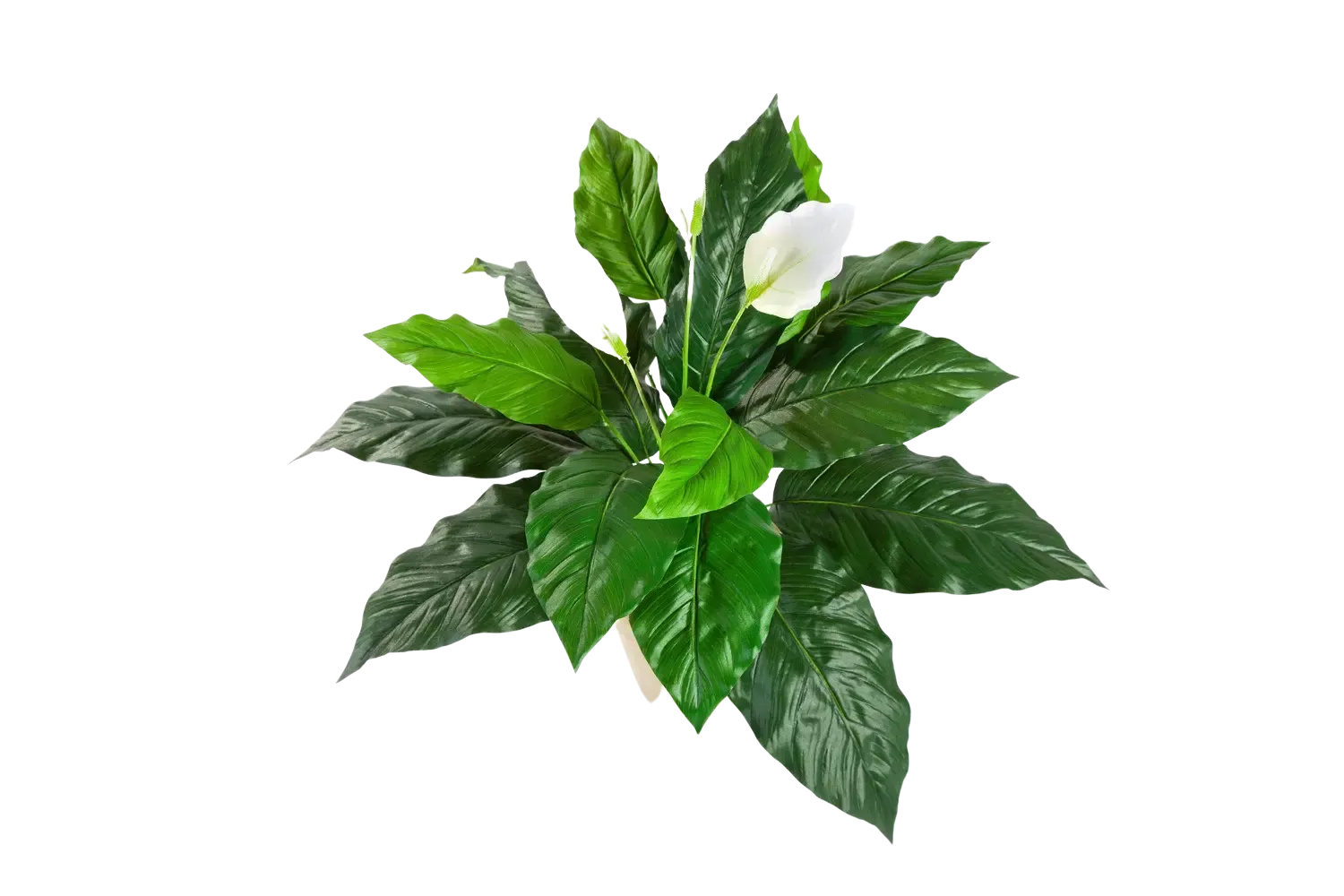 Künstliche Spathiphyllum Steckpflanze - Luna | 71 cm