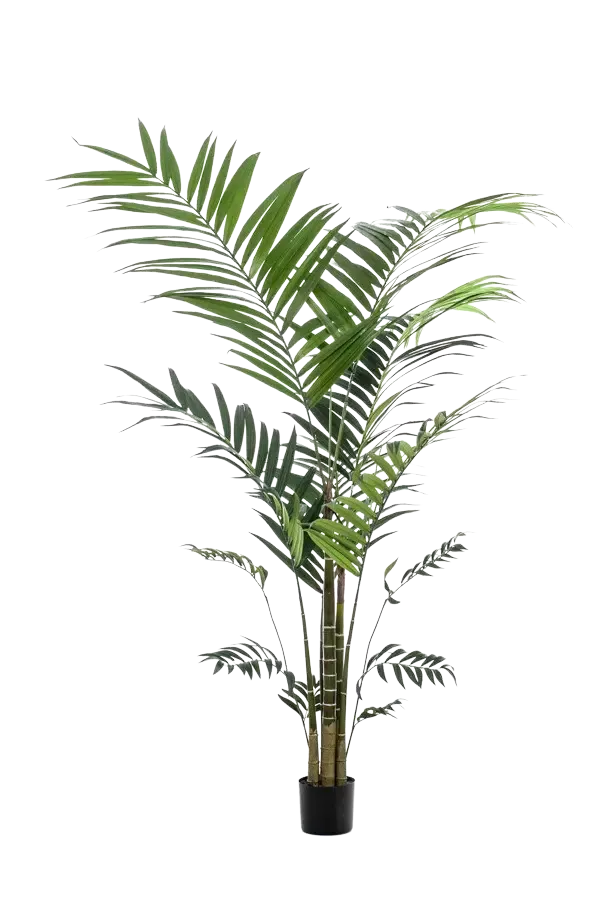 Künstliche Kentia Palme - Nathalie | 210 cm