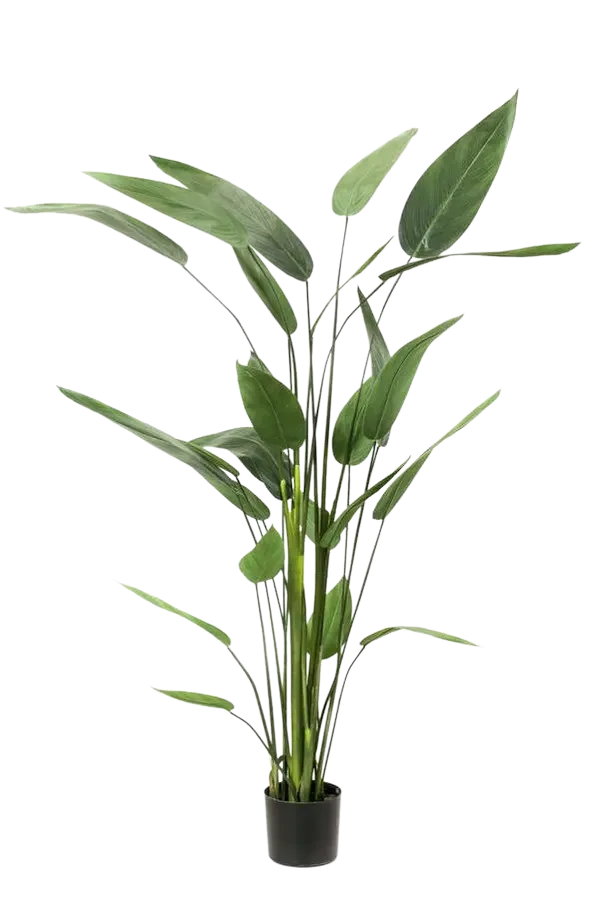 aplanta-419838_aplantaKuenstliche_Helikonie__Frida__175_cm Künstliche Helikonie - Frida | 175 cm