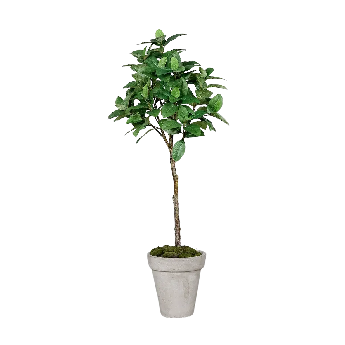 Künstlicher Kaffeebaum - Albus | 150 cm