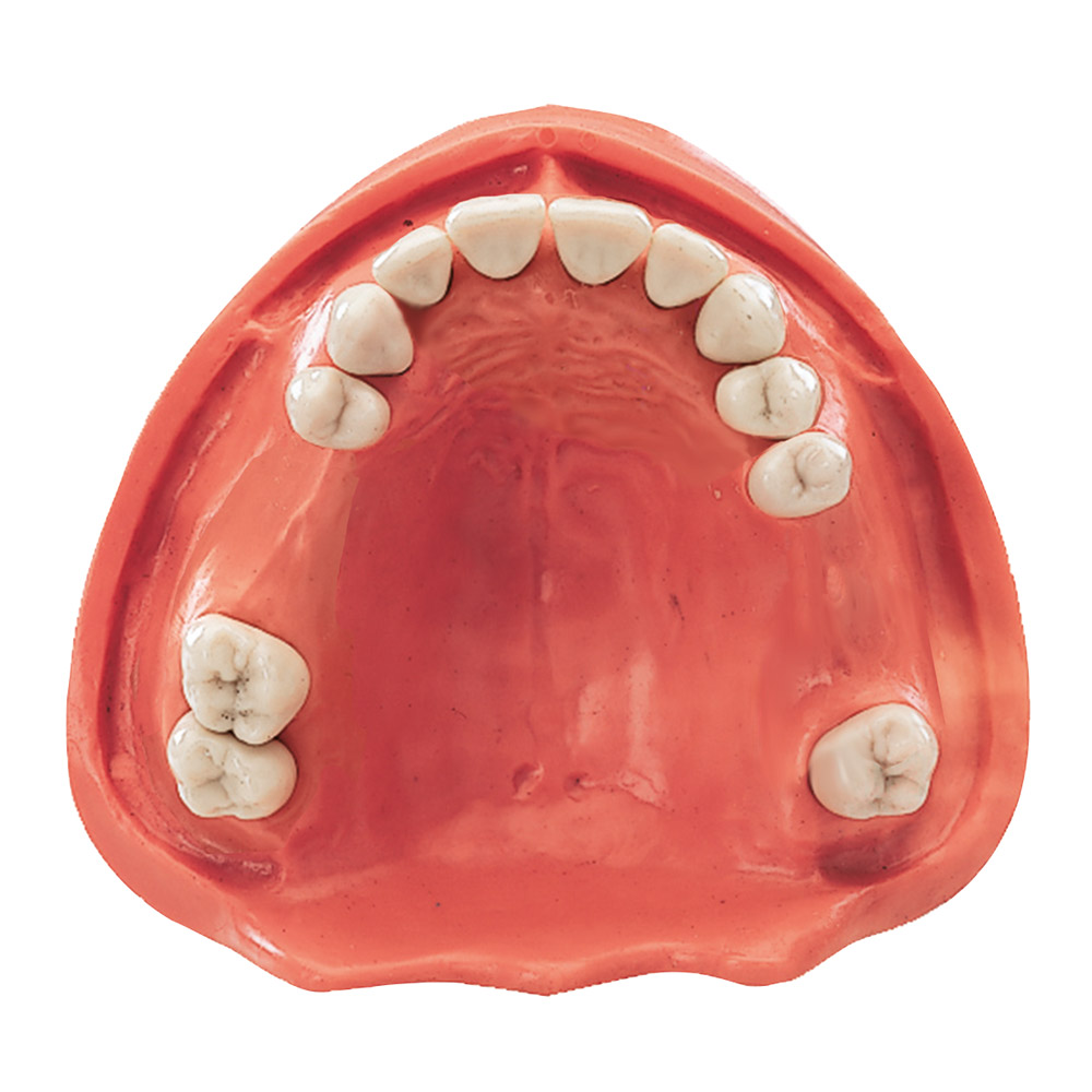 Gingiva Modell OK 12/2 St