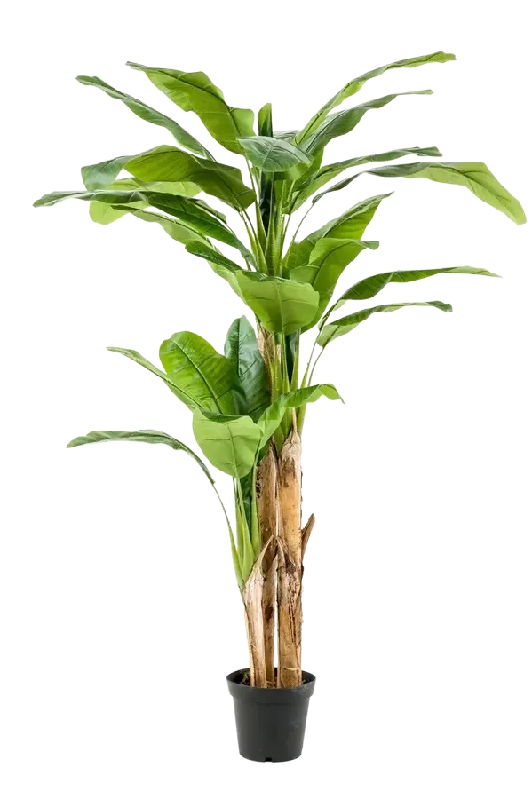 aplanta-422379_aplantaKuenstlicher_Bananenbaum__Can__210_cm Künstlicher Bananenbaum - Can | 210 cm