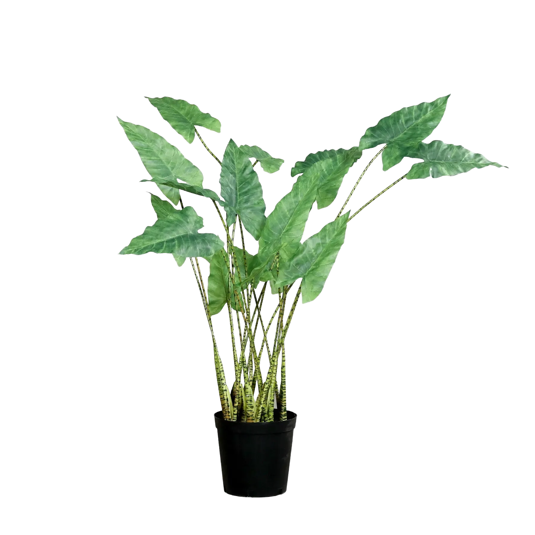 Künstliche Alocasia - Diego | Real Touch | 126 cm