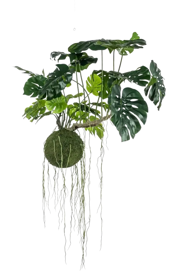Künstlicher Hänge Monstera Moos Ball - Julian | 80 cm