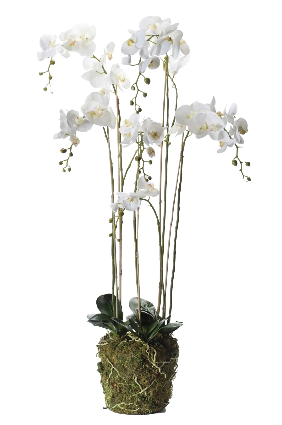 Künstliche Orchidee - Marie | 145 cm