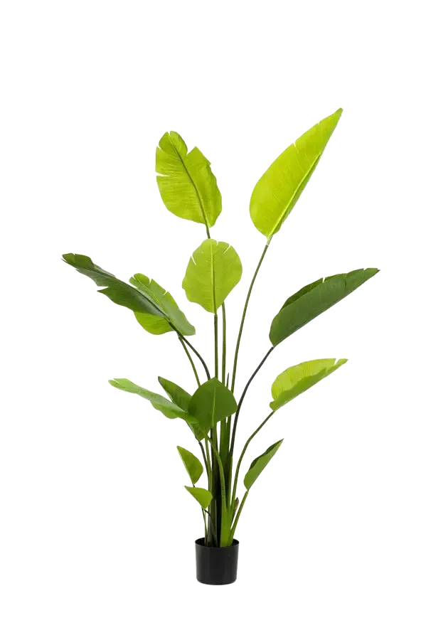 aplanta-426413_aplantaKuenstliche_Strelitzia__Colin__150_cm Künstliche Strelitzia - Colin | 150 cm