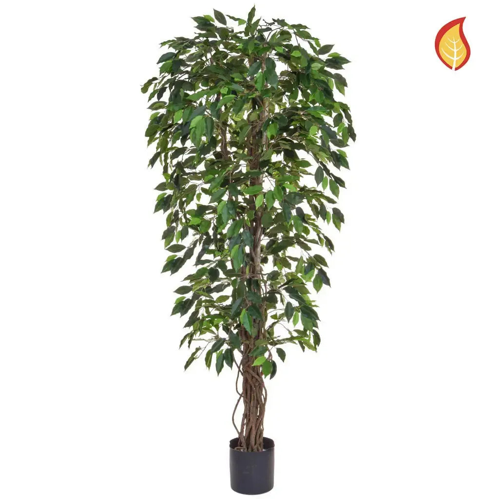 aplanta-TL0276FR_aplantaKuenstlicher_Ficus__Annika__180_cm Künstlicher Ficus - Annika | 180 cm