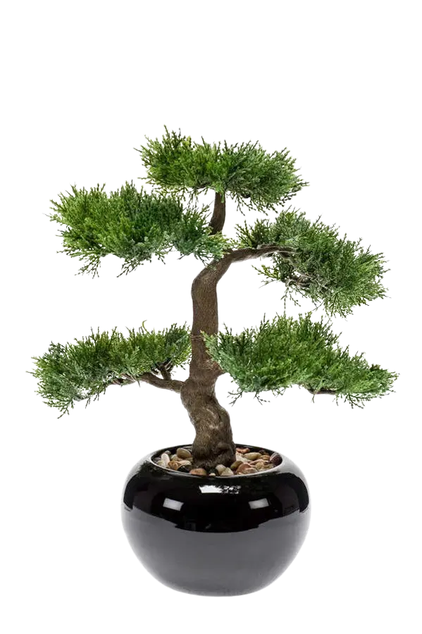 Künstlicher Zeder Bonsai - Miyu | 32 cm