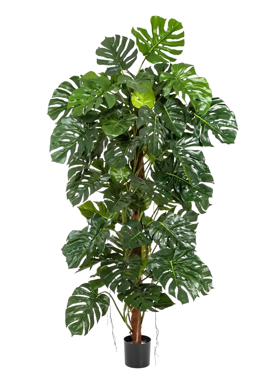 51705N_Kuenstliche_Monstera__Thore__160_cm