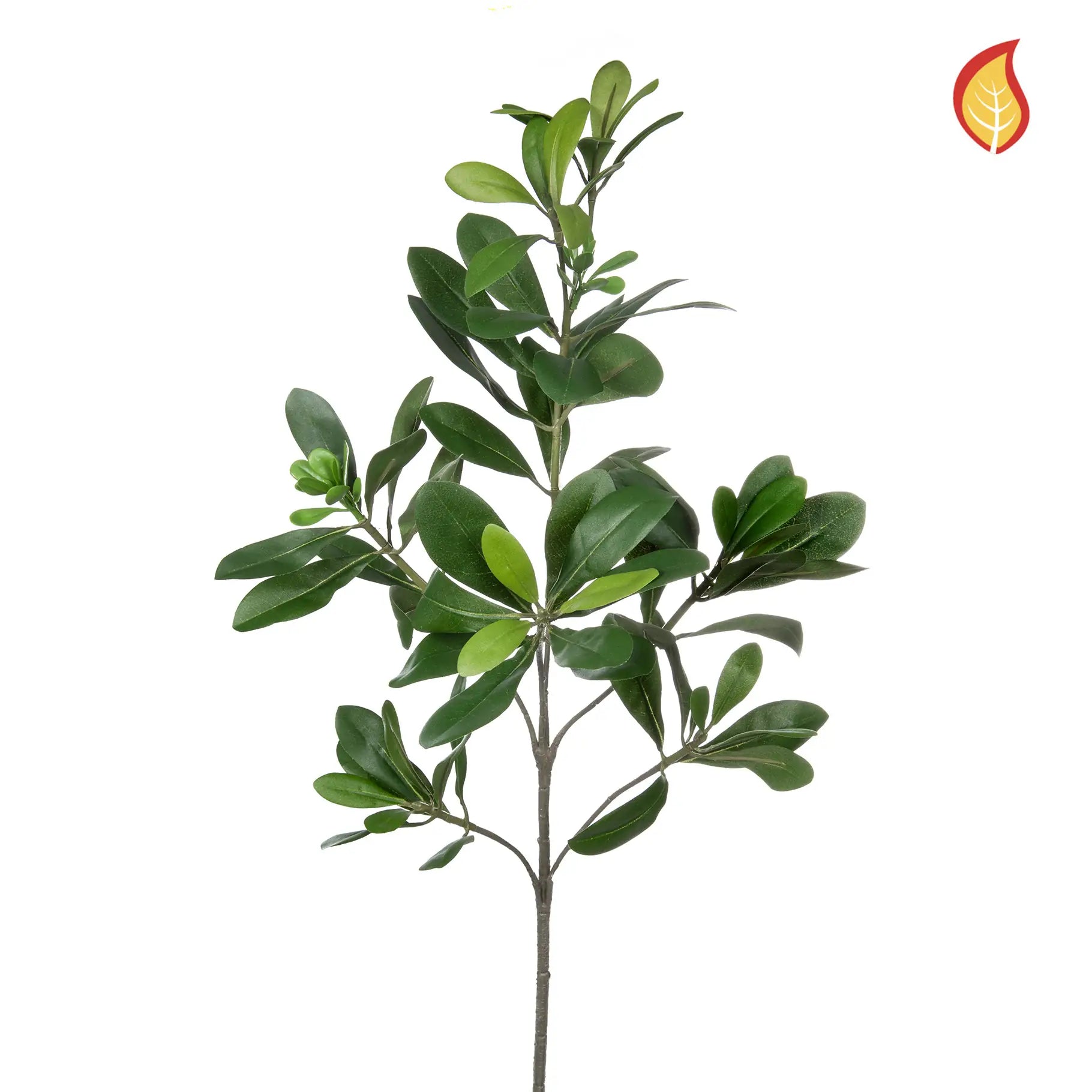 aplanta-TL4206_aplantaKuenstlicher_Pittosporum__Regina__56_cm Künstlicher Pittosporum - Regina | 56 cm