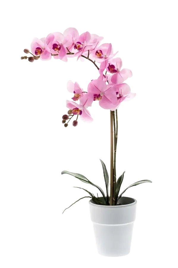 Künstliche Orchidee - Dolores | 65 cm